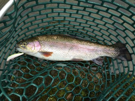 朽木渓流魚センタールアーフィールド